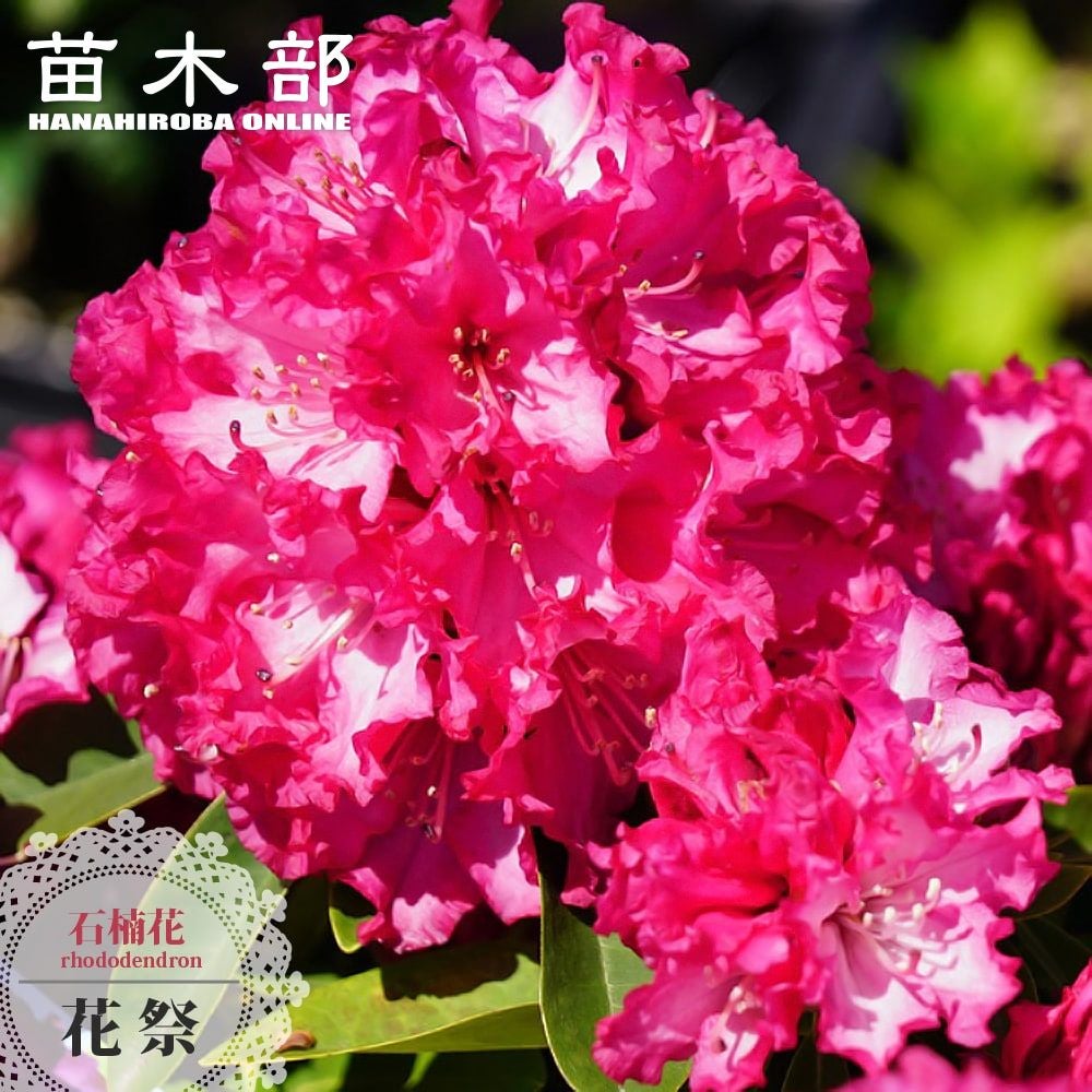 芍薬 西洋シャクヤク フェスティバマキシマ 苗 通販 苗木部 By 花