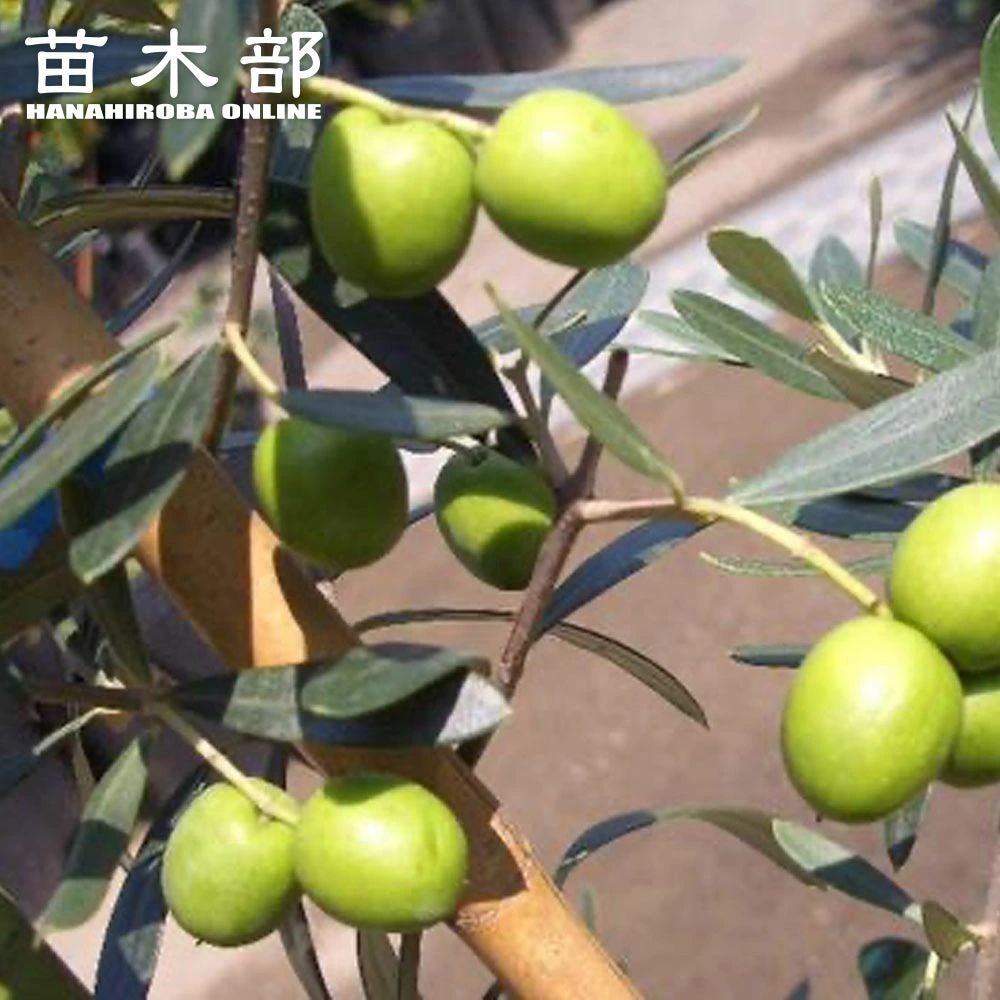 オリーブ シプレシーノ 苗 販売 苗木部 By 花ひろばオンライン