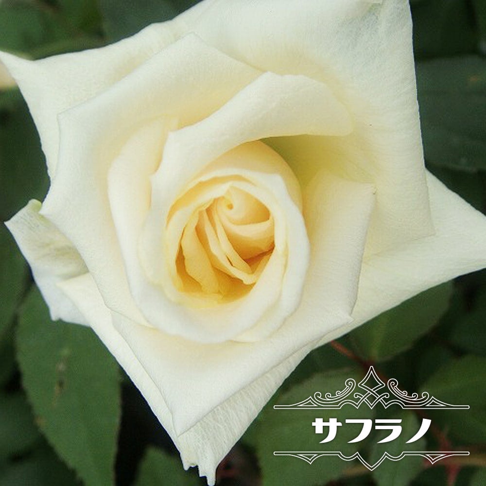 000000022354-01.jpg?size=l&w=