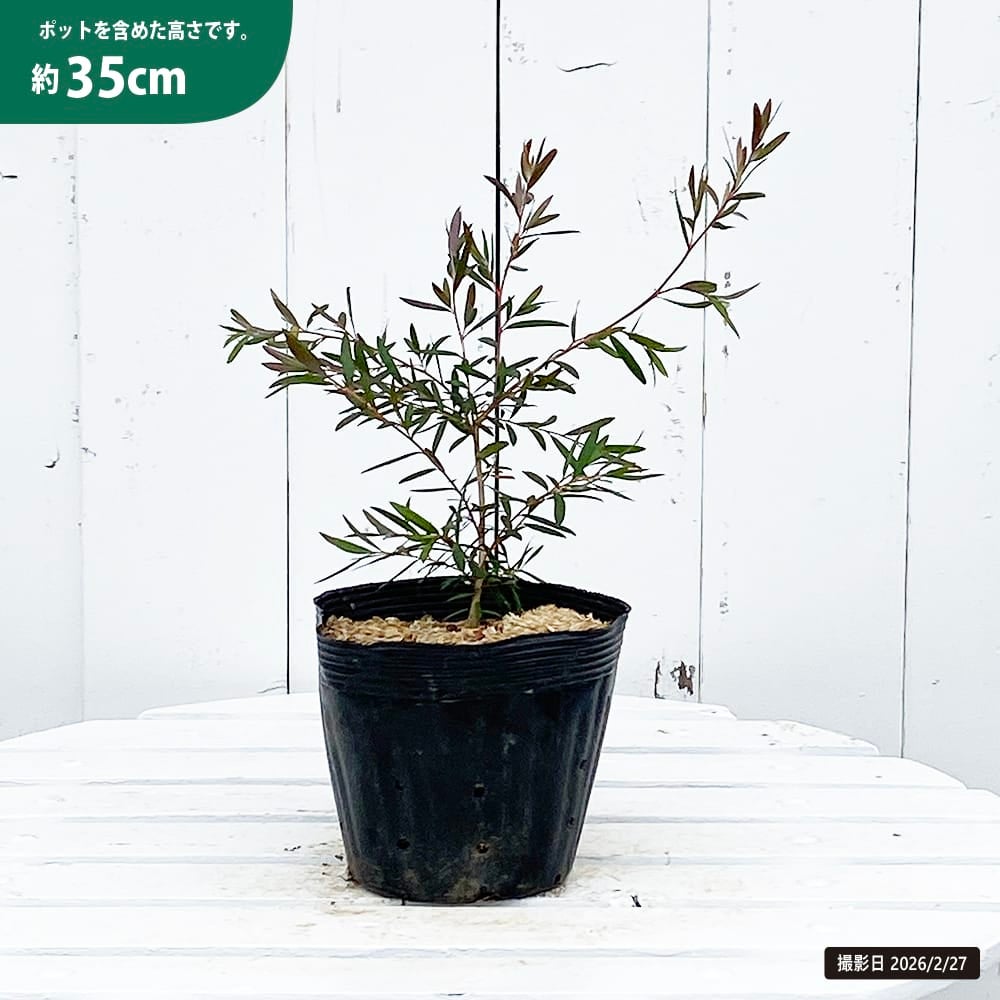 レプトスペルマム カッパーグロウ 苗 販売 苗木部 By 花ひろばオンライン