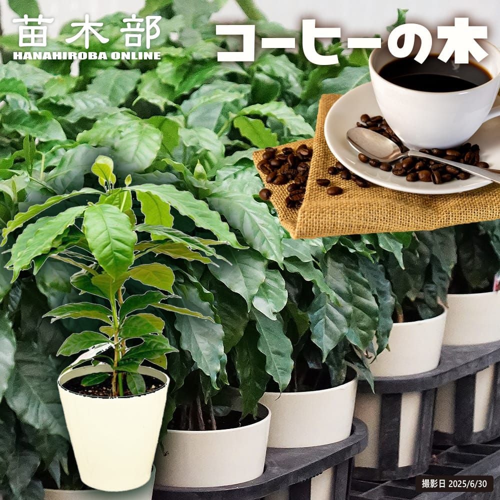 000000022410-01.jpg?size=l&w=