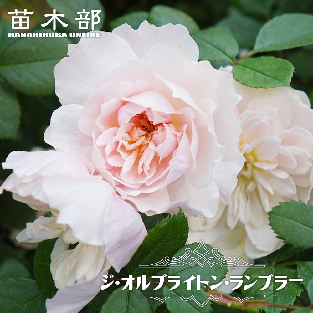 バラ スウィートシルエッタ CL クライミング (つるバラ) 苗 販売 苗木部