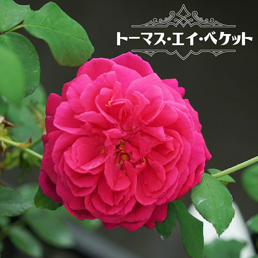 000000022489-01.jpg?size=l&w=