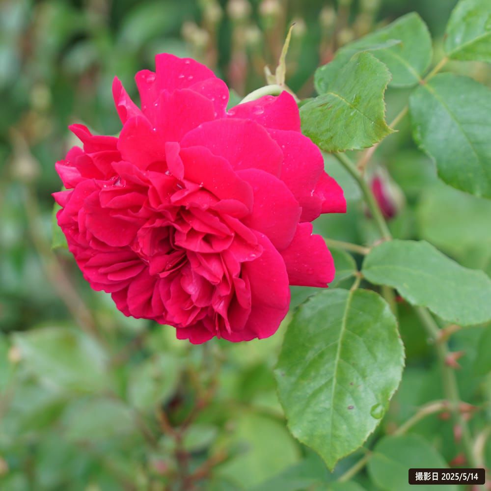 バラ トーマス エイ ベケット 苗 販売 苗木部 By 花ひろばオンライン