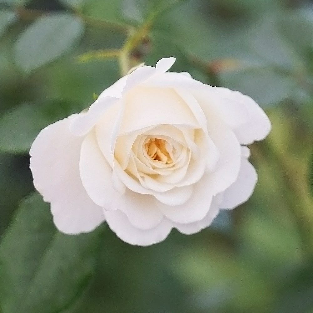 バラ トランクウィリティー 苗 販売 苗木部 By 花ひろばオンライン