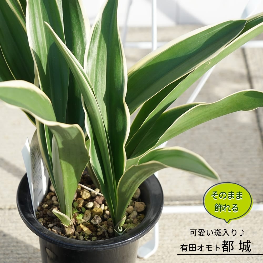 000000122518-01.jpg?size=l&w=