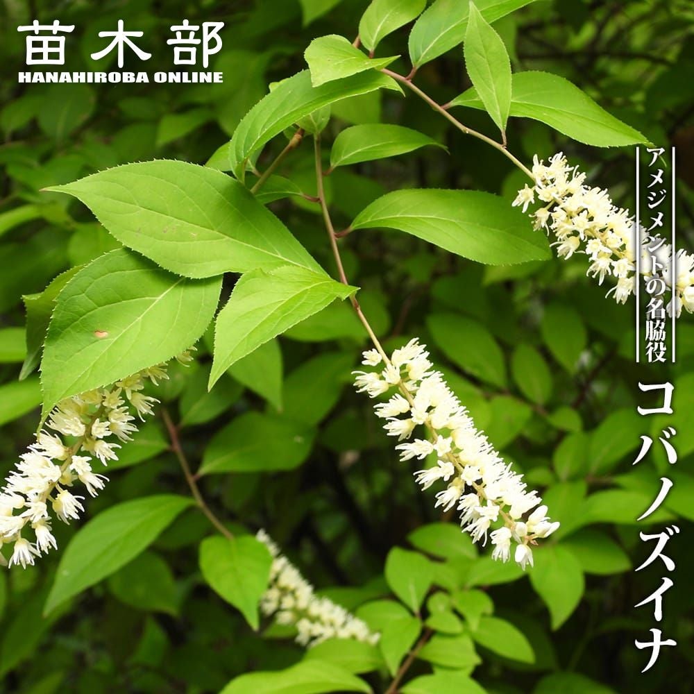 芍薬 西洋シャクヤク フェスティバマキシマ 苗 通販 苗木部 By 花