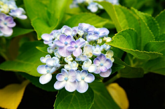 アジサイ マジカル レボリューション マジカルシリーズ 苗 販売 苗木部