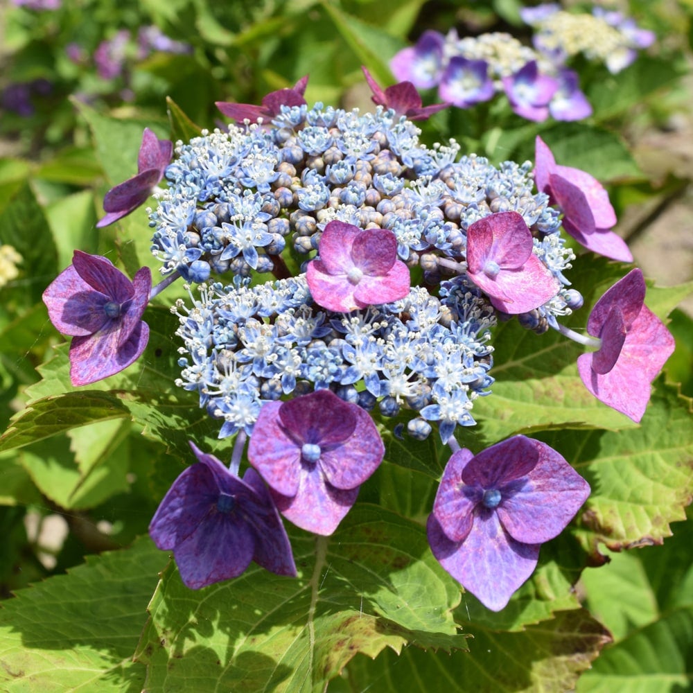 デルフィニウム スカイブルーの通販 おすすめ 苗木部 By 花ひろば