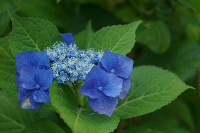 デルフィニウム スカイブルーの通販 おすすめ 苗木部 By 花ひろば