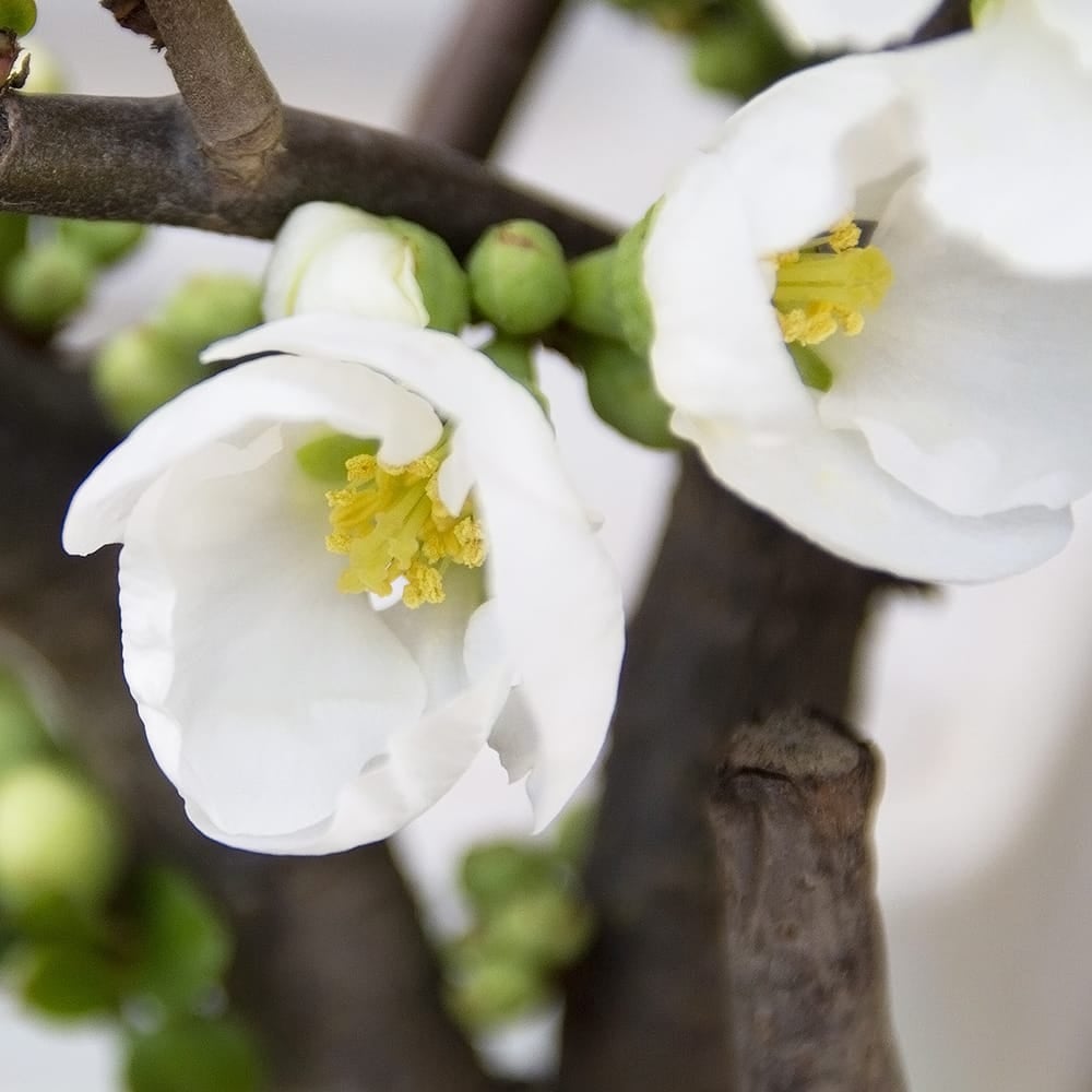 000000123031-02.jpg?size=l&w=