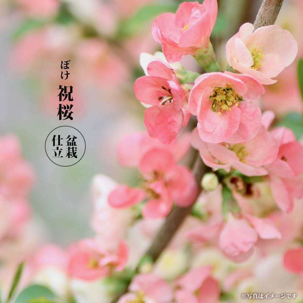 000000123032-01.jpg?size=l&w=