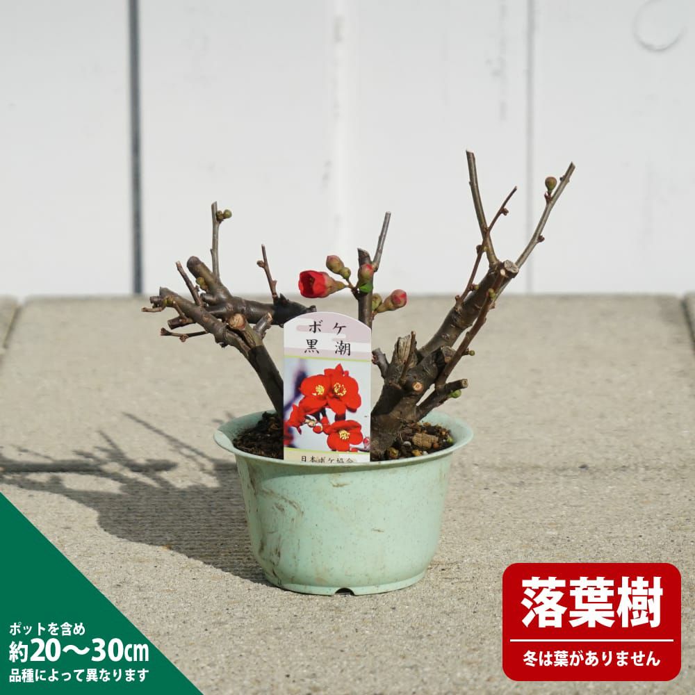 000000123033-03.jpg?size=l&w=