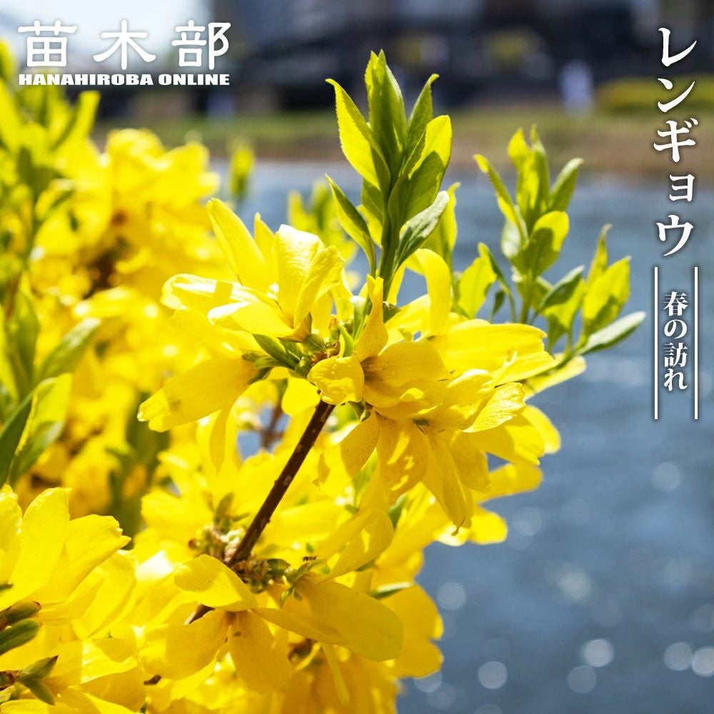 スモークツリー マロンシュシュ 苗 販売 苗木部 By 花ひろばオンライン