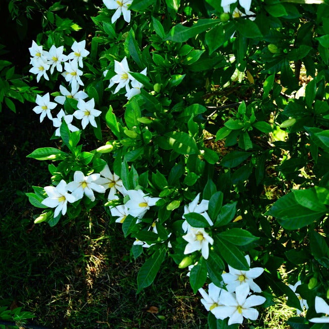 クチナシ 一重 苗 育て方 苗木部 By 花ひろばオンライン