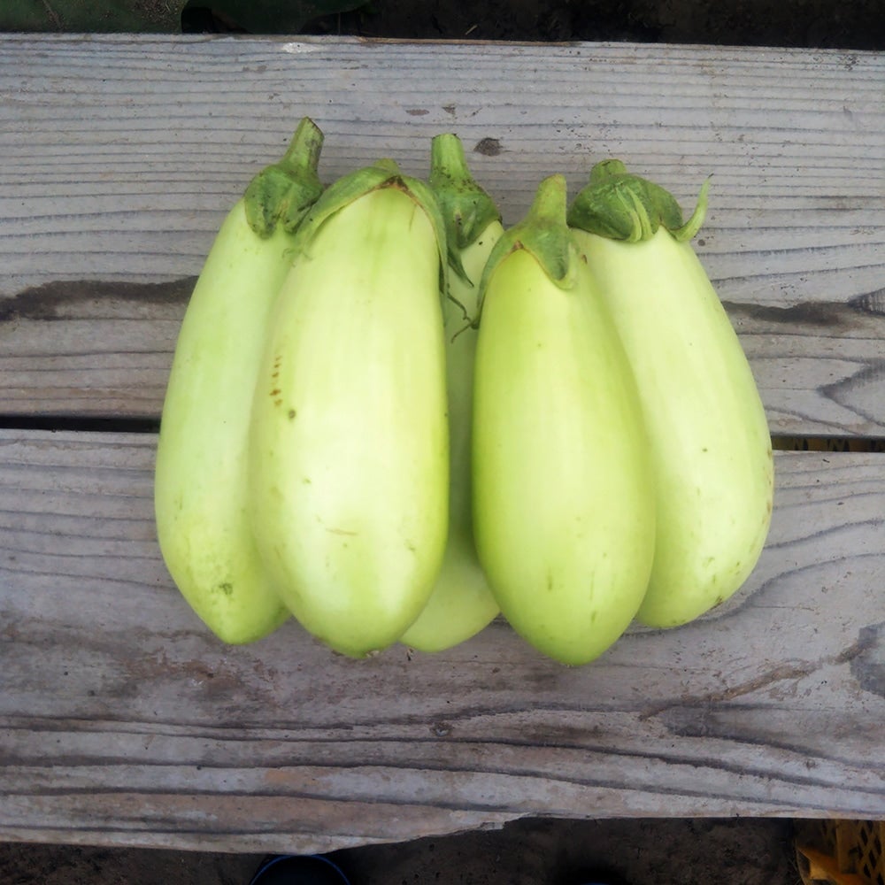 有機種子】 なす 【翡翠ナス ひすいなす 青なす】 Sサイズ 40粒 種蒔