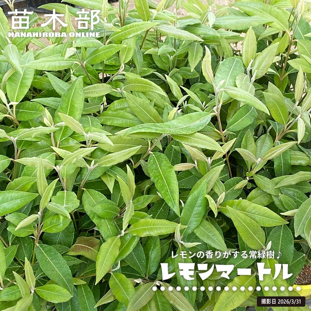 ③*:ஐアカシアの中で最もコンパクトな矮性種*ஐアカシア・苗木