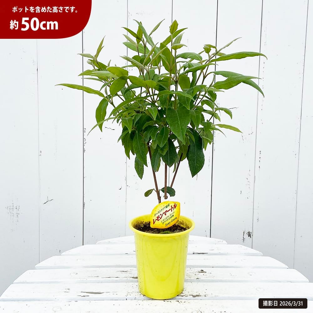 レモンマートル　苗　観葉植物　グリーン レモンマートル 苗 観葉植物 グリーン 【公式通販】