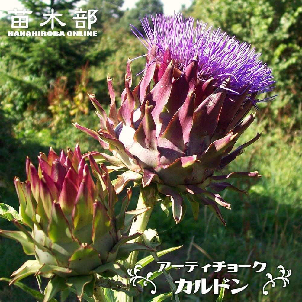 ダブルフラワーカモミール 苗 販売 苗木部 By 花ひろばオンライン