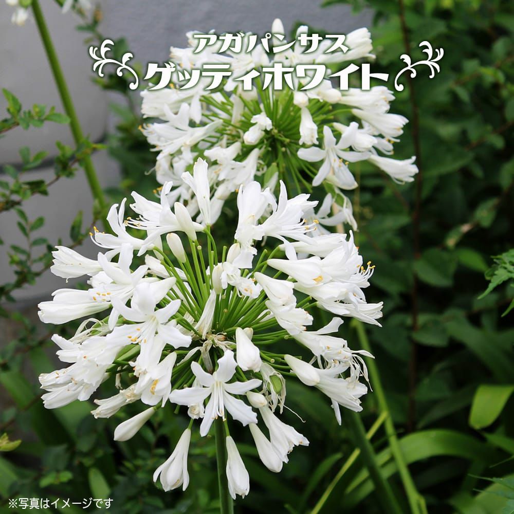 000000123451-01.jpg?size=l&w=