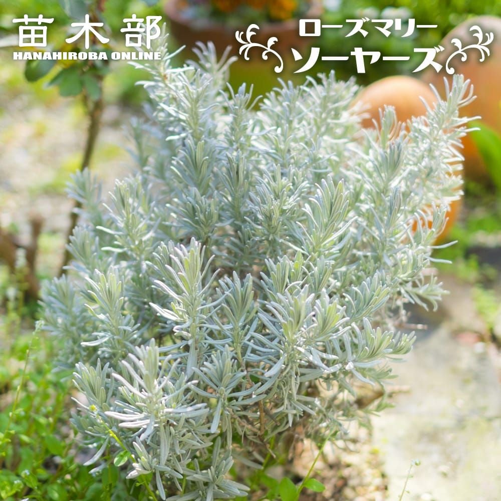 コニファー ブルーアイス 苗 販売 苗木部 By 花ひろばオンライン