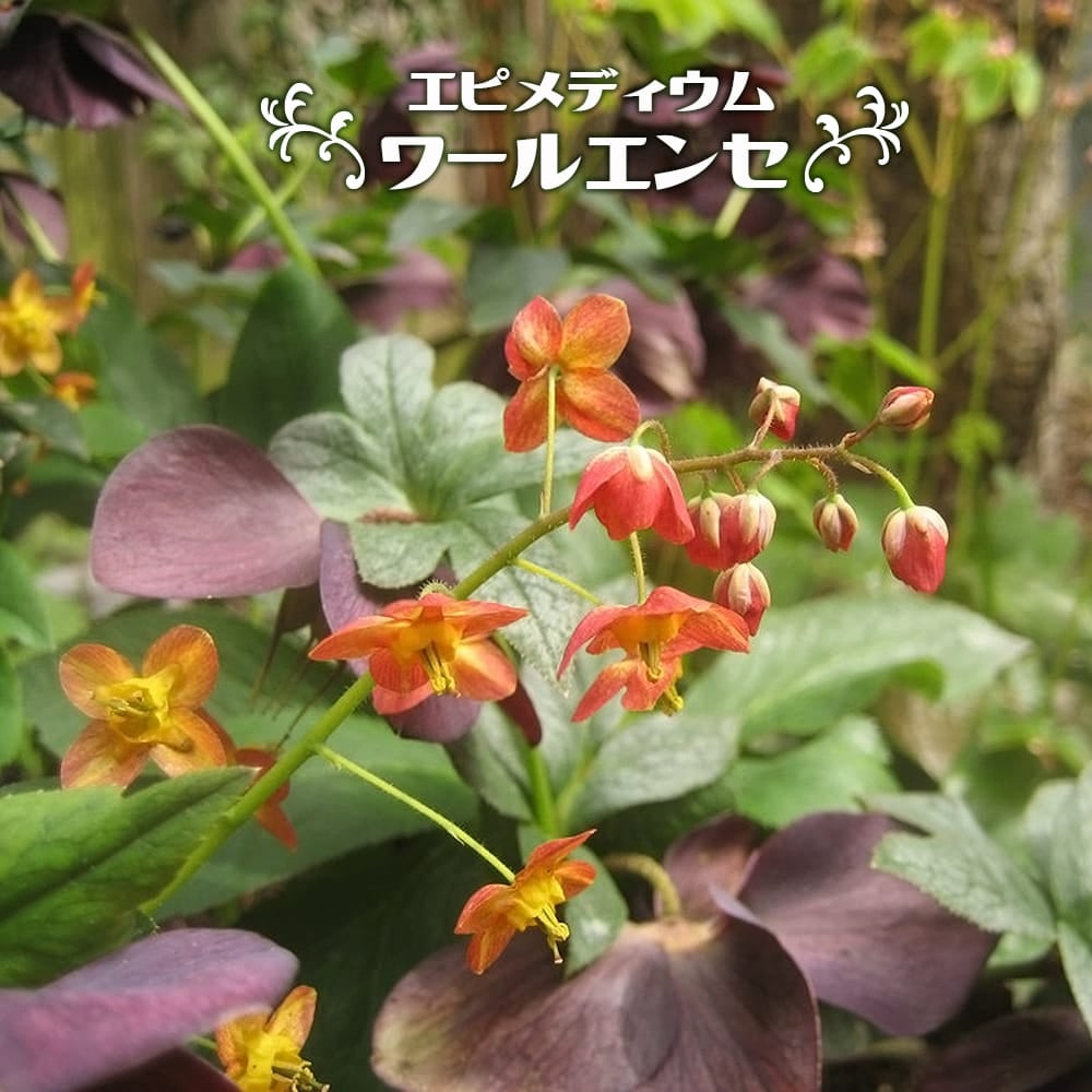 宿根草 | 苗木部 本店 By 花ひろばオンライン