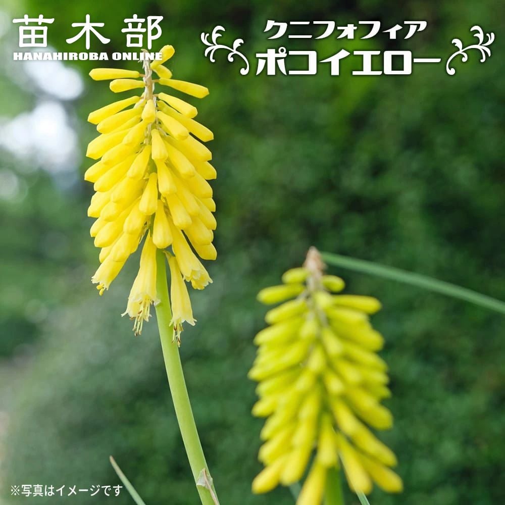 クニフォフィア ポコシリーズ ポコイエロー 苗 販売 苗木部 By 花