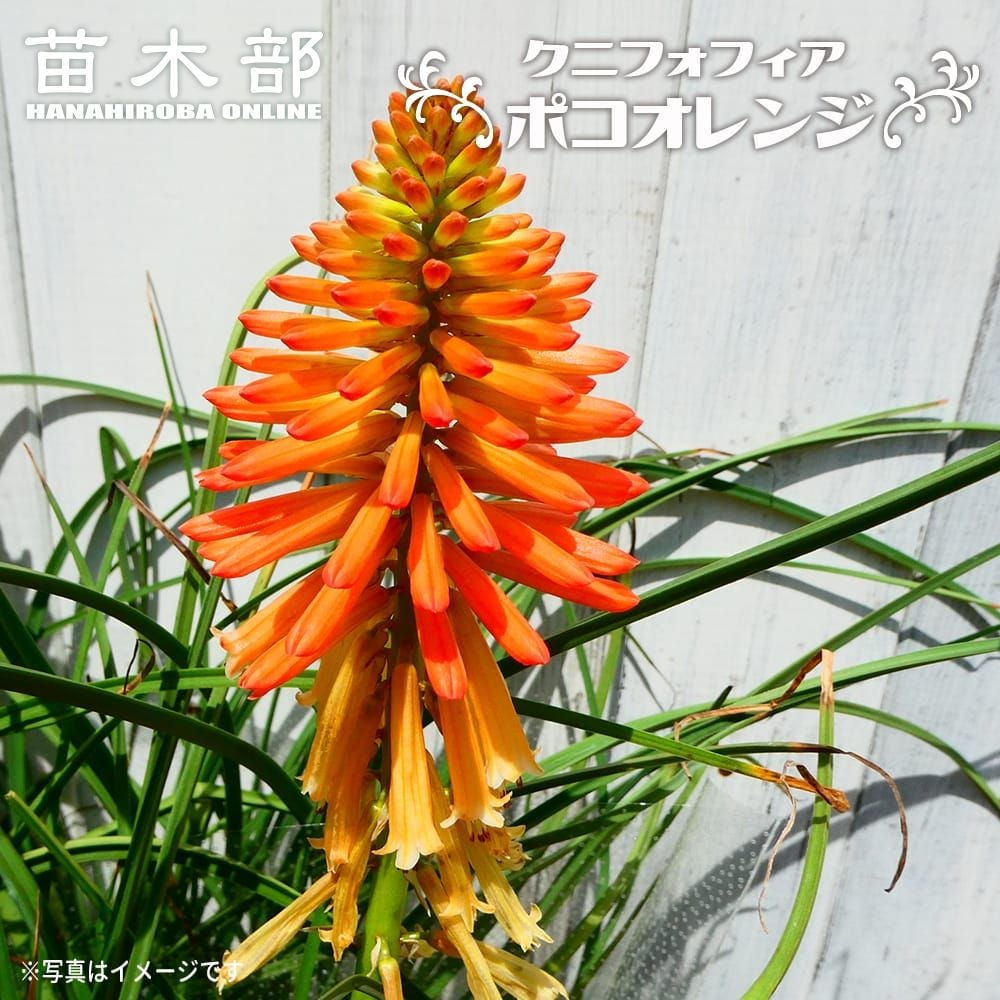 クニフォフィア ポコシリーズ ポコオレンジ 苗 販売 苗木部 By 花