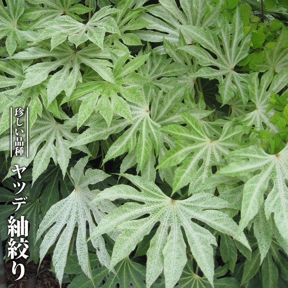 ナ*イ様 覆輪ヤツデ　紬絞り　７号鉢 現品 000000123513-01.jpg?size=l&w=