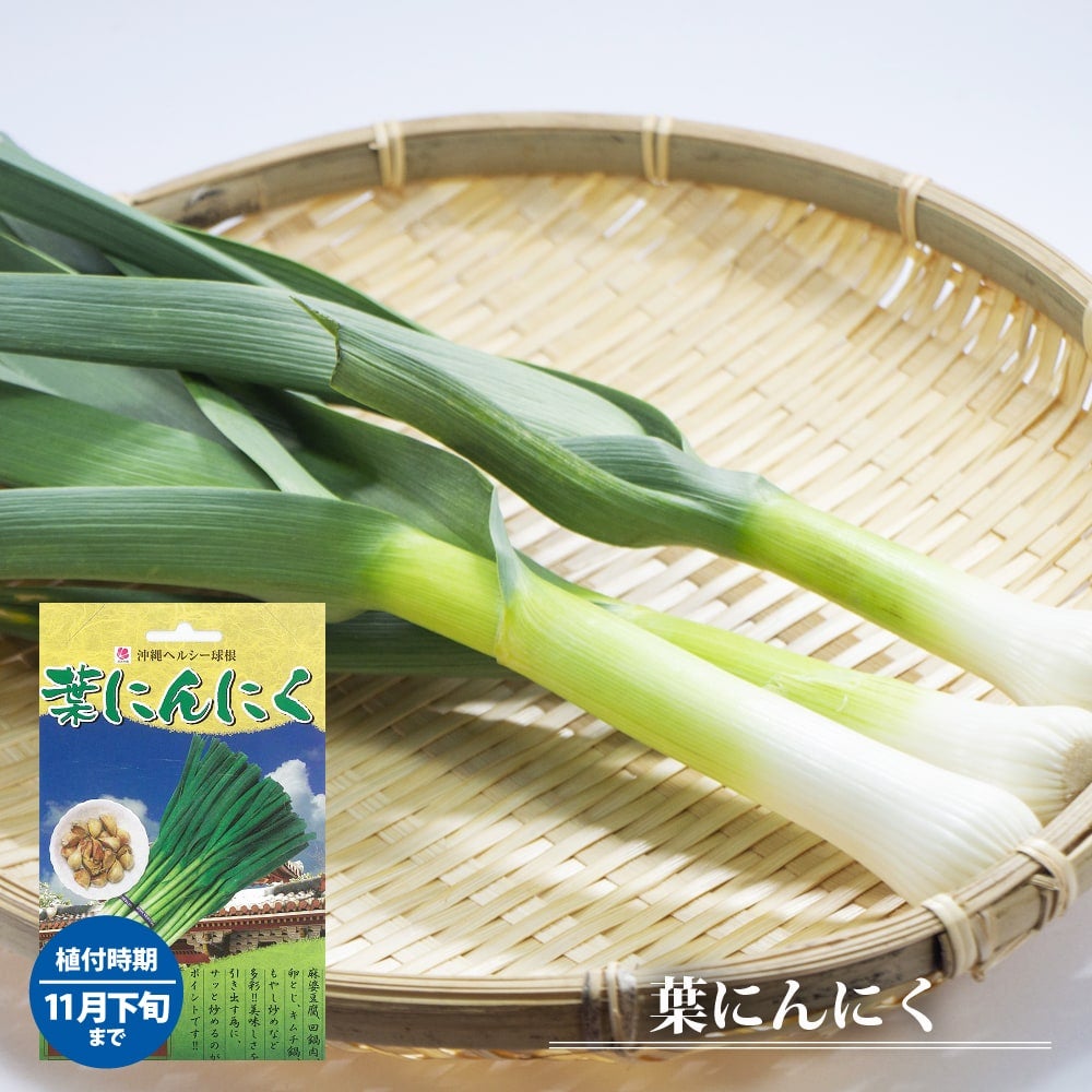 にんにく 葉にんにく 苗 販売 苗木部 By 花ひろばオンライン