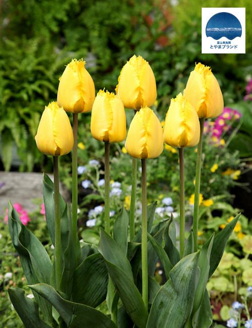 チューリップ 百合咲きチューリップ 百合咲き 混合 苗 販売 苗木部