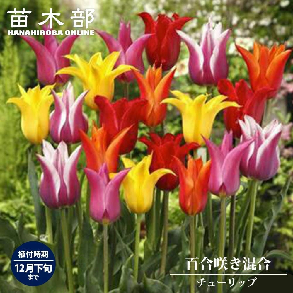 チューリップ 百合咲きチューリップ 百合咲き 混合 苗 販売 苗木部