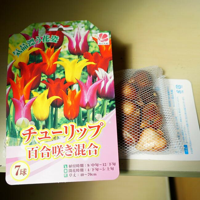 チューリップ 百合咲きチューリップ 百合咲き 混合 苗 販売 苗木部