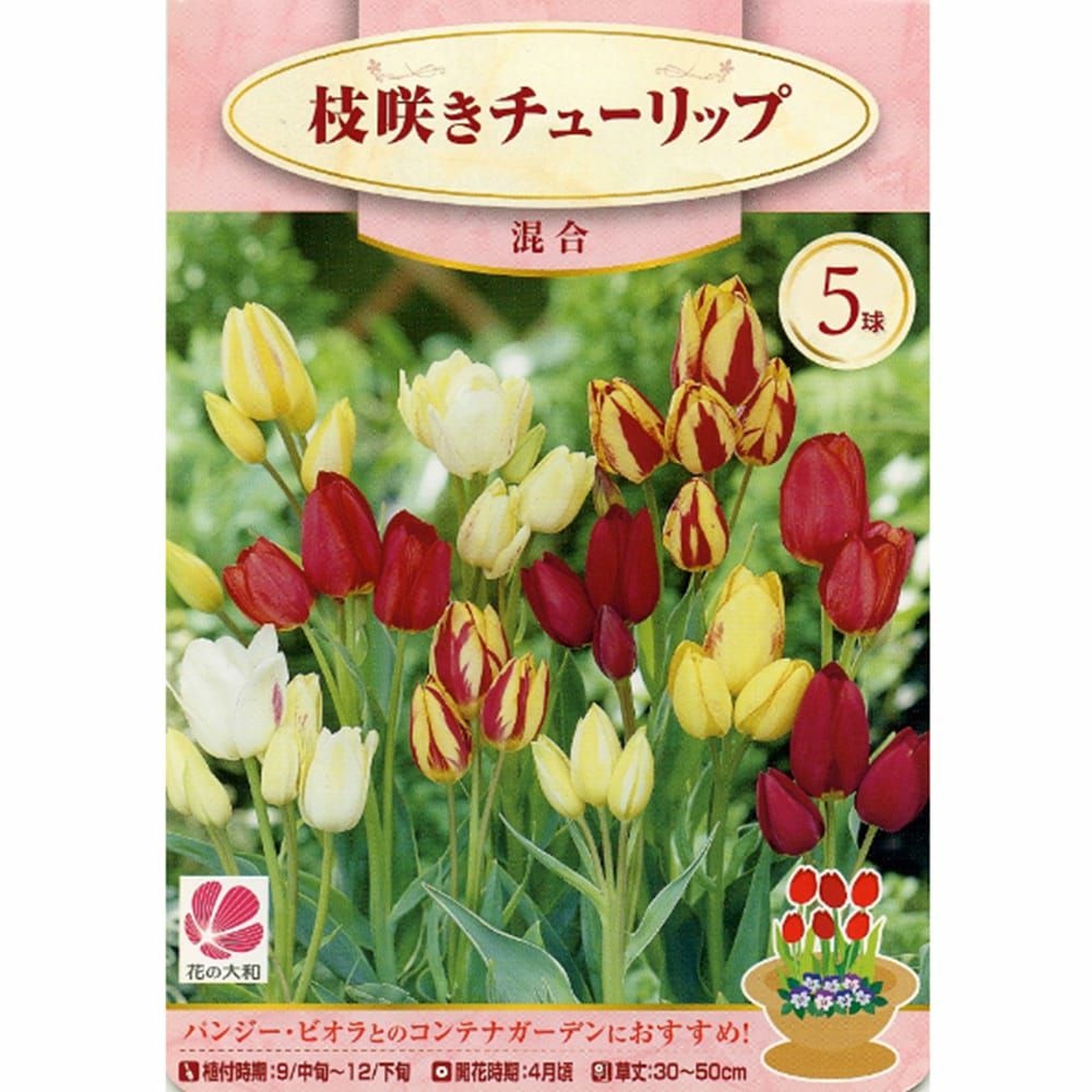 チューリップ 枝咲き 混合 苗 販売 苗木部 By 花ひろばオンライン