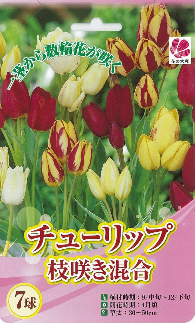 チューリップ 枝咲き 混合 苗 販売 苗木部 By 花ひろばオンライン
