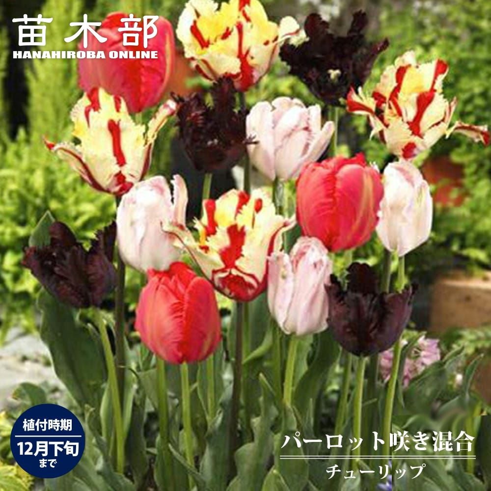 チューリップ様 リクエスト 2点 まとめ商品 000000023753-01.jpg?size=m&w=