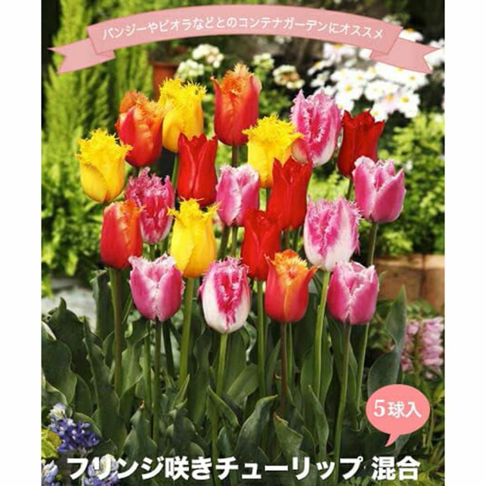 チューリップ フリンジ咲き 混合 フリンジ咲きチューリップ 球根 通販