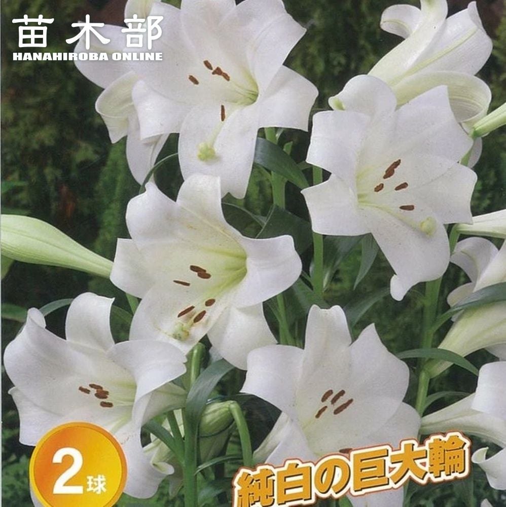 テッポウユリ ホワイトトライアンファーター 苗 販売 苗木部 By 花