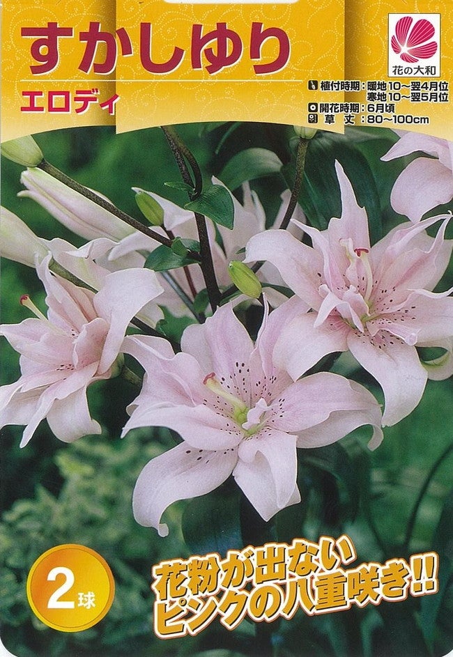 透百合 (スカシユリ) エロディ 苗 販売 苗木部 By 花ひろばオンライン