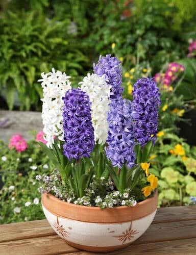 000000023792-01.jpg?size=l&w=