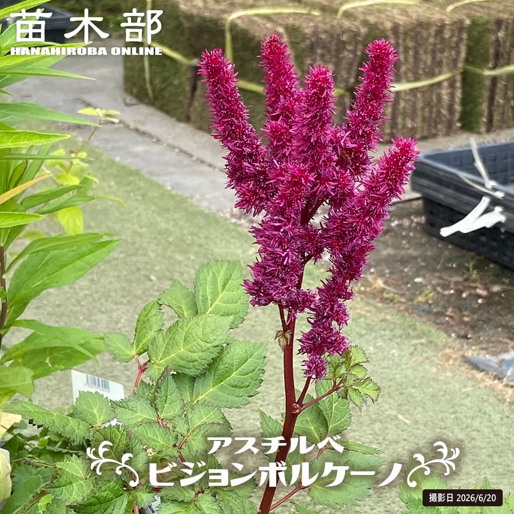 バンクシア インテグリフォリア コーストバンクシア 苗 おすすめ 苗木部