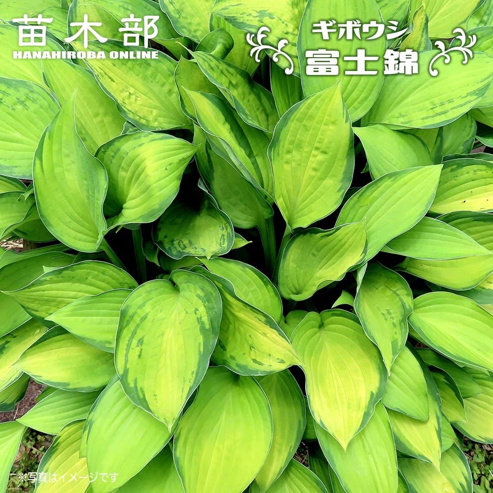 ホスタ ギボウシ ピザッツ 苗 販売 苗木部 By 花ひろばオンライン