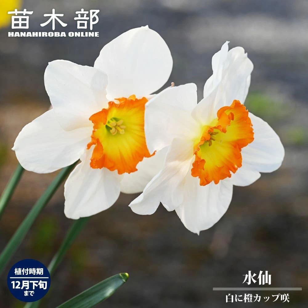 000000023888-01.jpg?size=l&w=