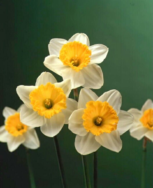 000000023891-01.jpg?size=l&w=