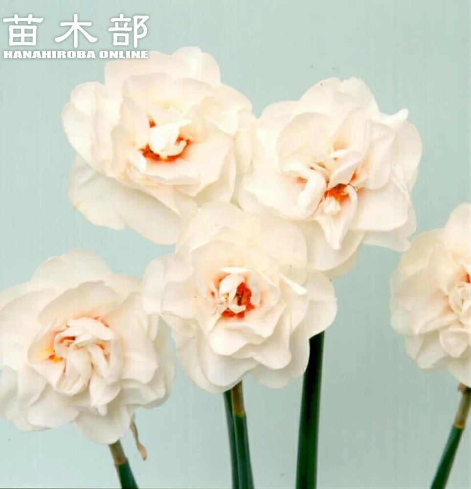 椿 花芙蓉 苗 販売 苗木部 By 花ひろばオンライン