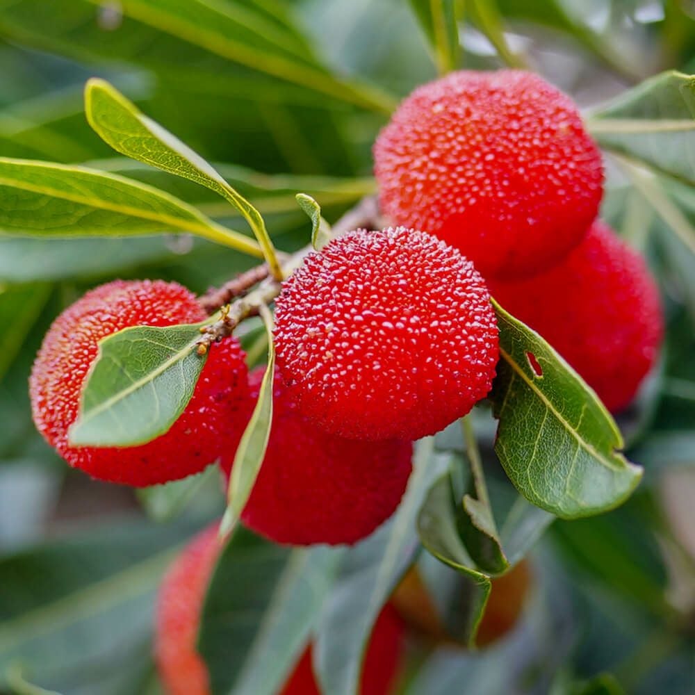 ヤマモモ メス 瑞光 苗 販売 苗木部 By 花ひろばオンライン