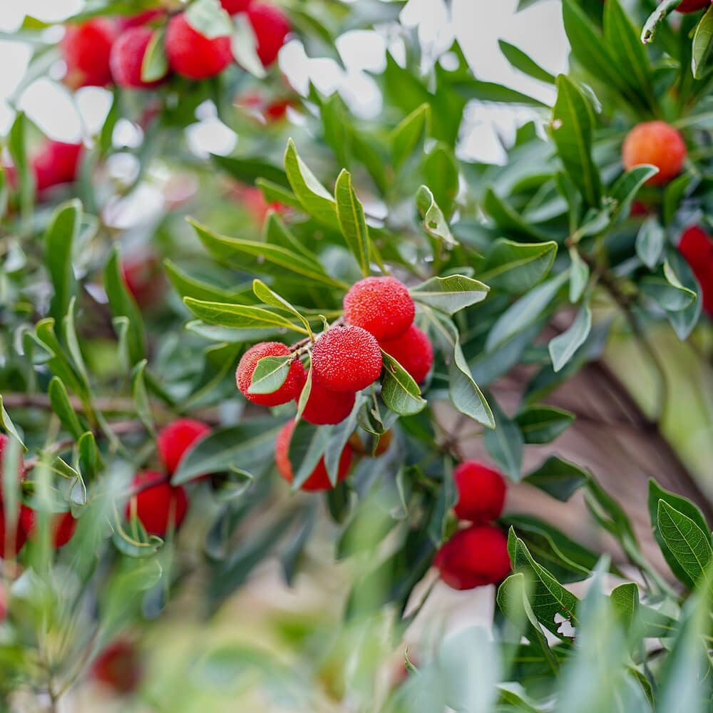 000000024024-02.jpg?size=l&w=