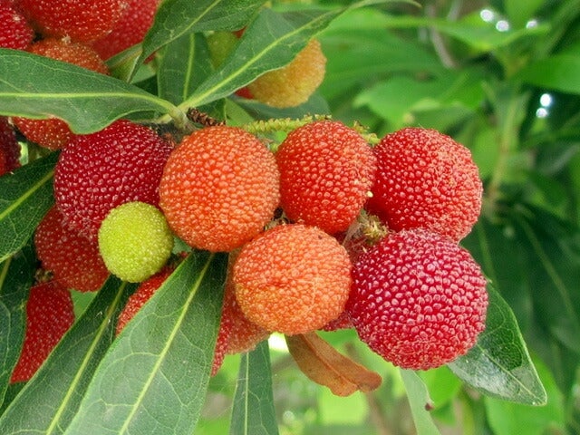 000000024024-07.jpg?size=l&w=