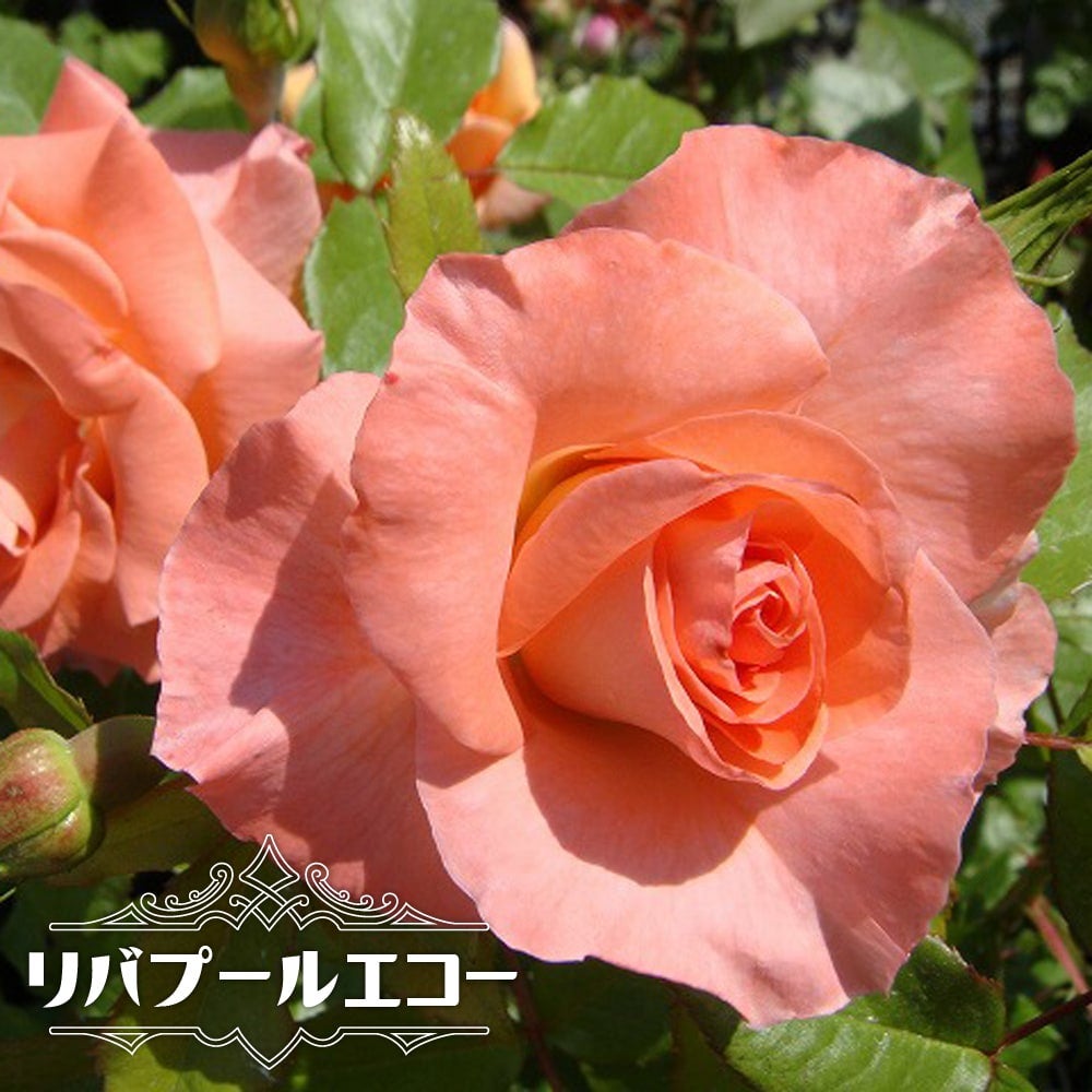 000000024384-01.jpg?size=m&w=
