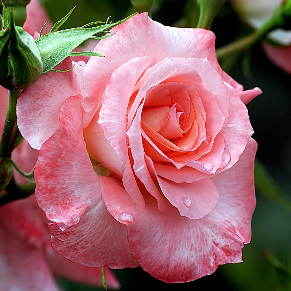 リバプールエコー 超超大株 バラ 薔薇 イングリッシュローズ リバプールエコー